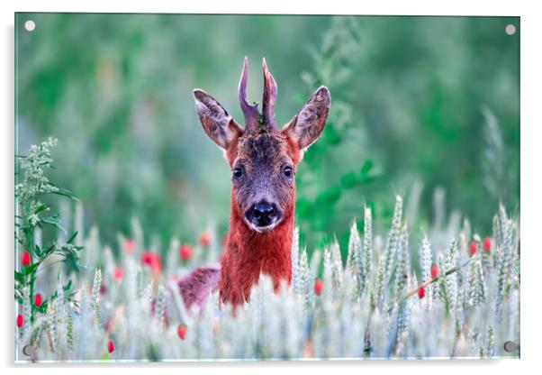 Roe Deer in the Poppy Field Acrylic by Dave Newman