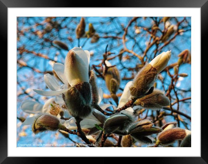 Springing into Life Framed Mounted Print by Jane Metters