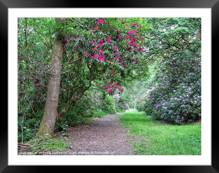 A walk in the woods, Pollok Country Park           Framed Mounted Print by yvonne & paul carroll