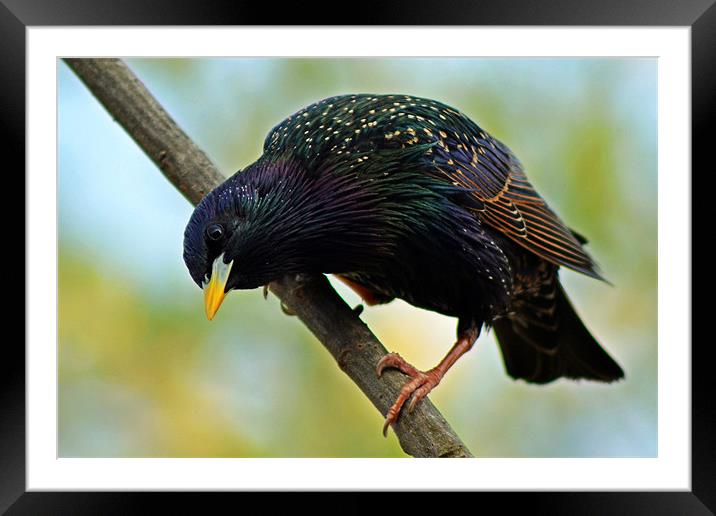 Starling Framed Mounted Print by Donna Collett