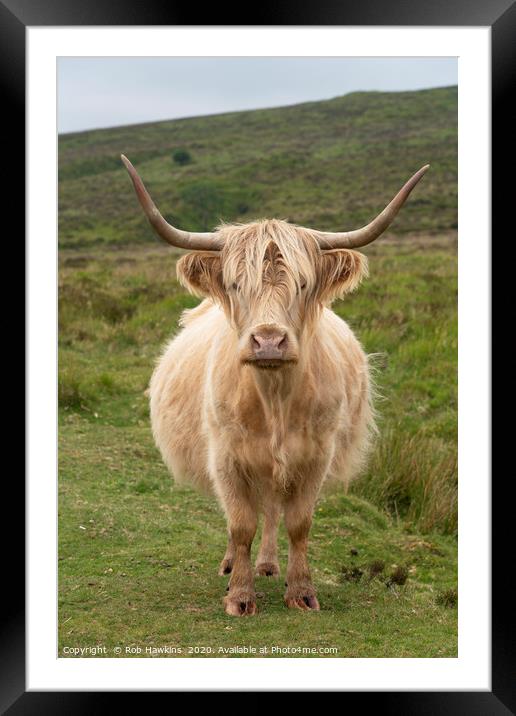 Dartmoor Moo  Framed Mounted Print by Rob Hawkins