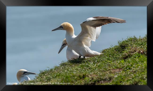 Gannet ready for take off Framed Print by Marcia Reay