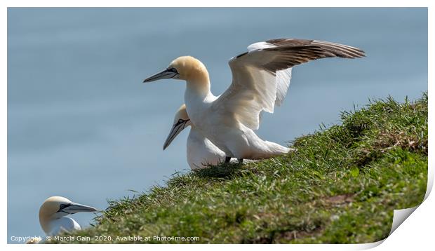 Gannet ready for take off Print by Marcia Reay