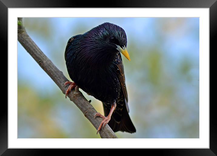 Colourful Starling Framed Mounted Print by Donna Collett