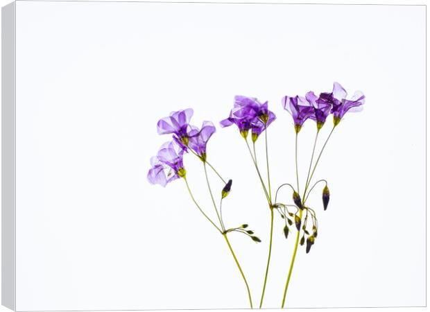 Dried Purple Flowers Canvas Print by David Jeffery