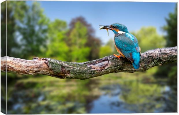 Common Kingfisher with Stickleback Canvas Print by Arterra 