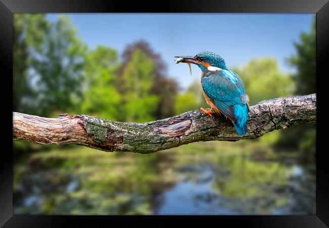 Common Kingfisher with Stickleback Framed Print by Arterra 