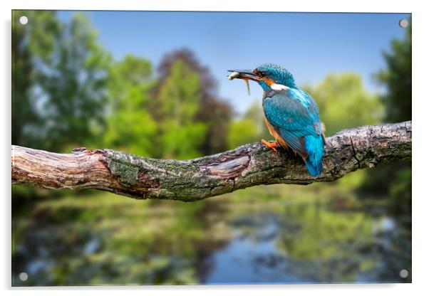 Common Kingfisher with Stickleback Acrylic by Arterra 