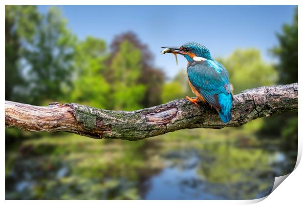 Common Kingfisher with Stickleback Print by Arterra 