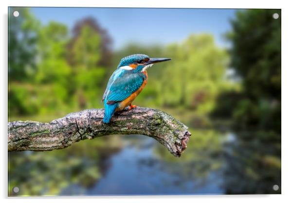 European Kingfisher Acrylic by Arterra 
