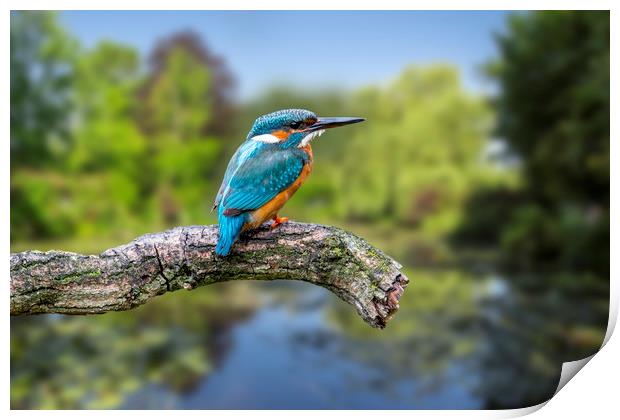 European Kingfisher Print by Arterra 