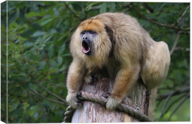 Howler Monkey high up howling  Canvas Print by Simon Marlow