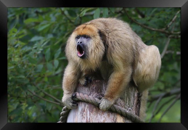 Howler Monkey high up howling  Framed Print by Simon Marlow