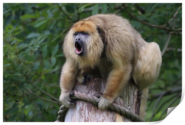 Howler Monkey high up howling  Print by Simon Marlow