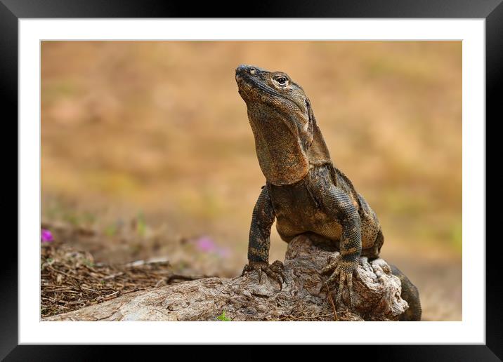Majestic Iguana Basking in the Costa Rican Sun Framed Mounted Print by Simon Marlow