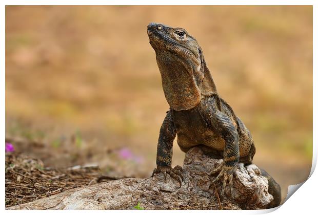 Majestic Iguana Basking in the Costa Rican Sun Print by Simon Marlow