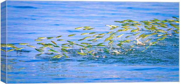 Fish leaping out the water Canvas Print by Simon Marlow