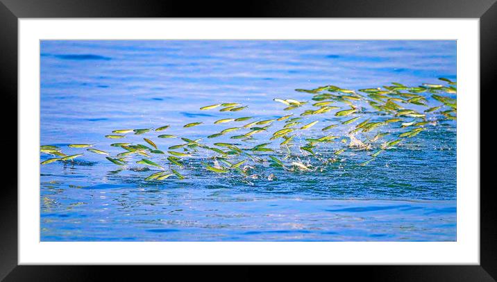 Fish leaping out the water Framed Mounted Print by Simon Marlow