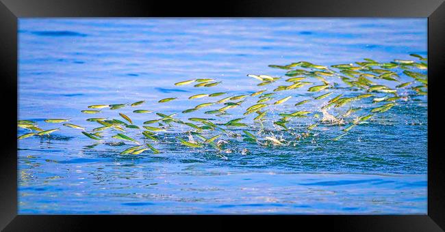 Fish leaping out the water Framed Print by Simon Marlow