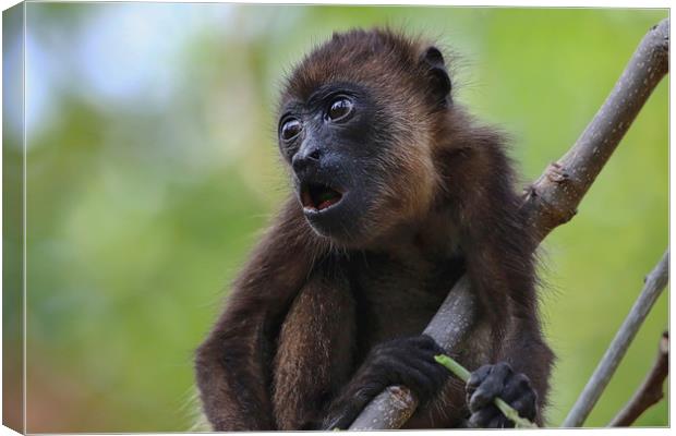 Baby Howler Monkey in a tree in Costa Rica Canvas Print by Simon Marlow