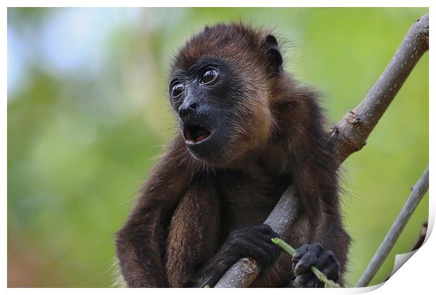 Baby Howler Monkey in a tree in Costa Rica Print by Simon Marlow