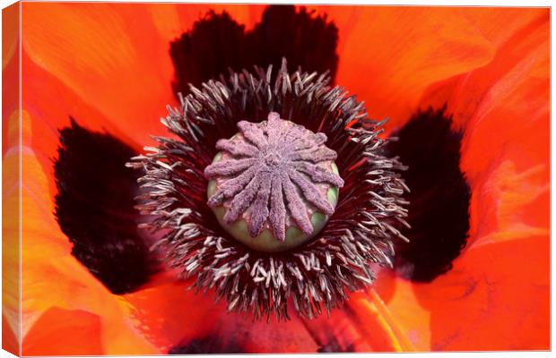 A Majestic Poppys Bold Red Beauty Canvas Print by Simon Marlow