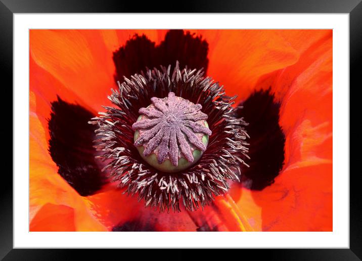 A Majestic Poppys Bold Red Beauty Framed Mounted Print by Simon Marlow