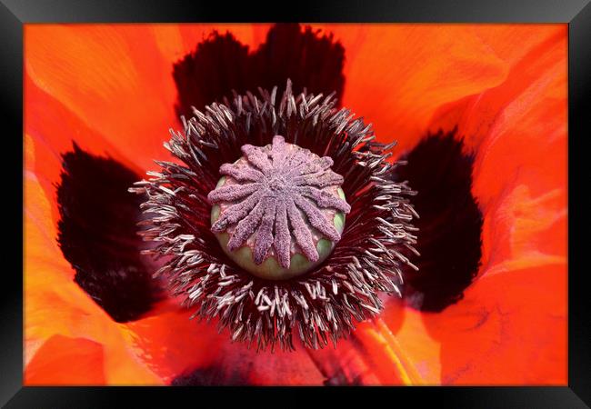 A Majestic Poppys Bold Red Beauty Framed Print by Simon Marlow