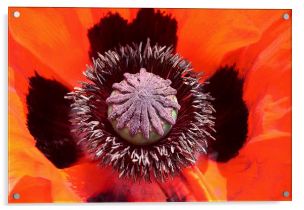 A Majestic Poppys Bold Red Beauty Acrylic by Simon Marlow