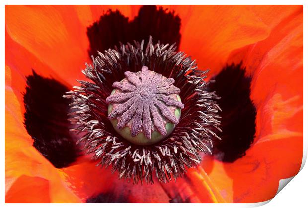 A Majestic Poppys Bold Red Beauty Print by Simon Marlow