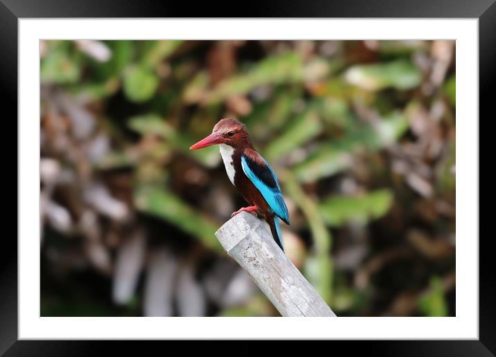 The Elegant WhiteThroated Kingfisher Framed Mounted Print by Simon Marlow
