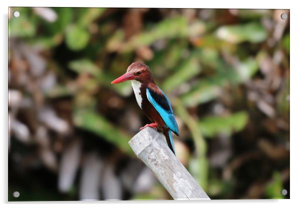 The Elegant WhiteThroated Kingfisher Acrylic by Simon Marlow