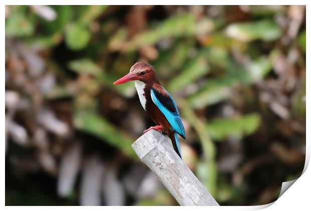 The Elegant WhiteThroated Kingfisher Print by Simon Marlow