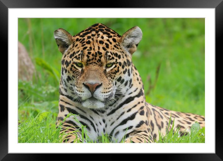 Portrait of a Leopard Framed Mounted Print by Simon Marlow