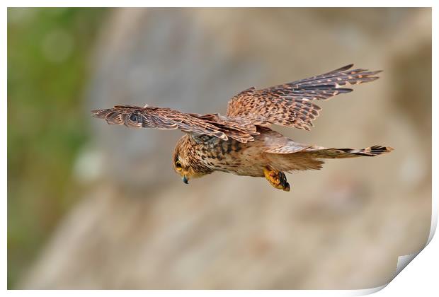 Kestrel Print by Simon Marlow