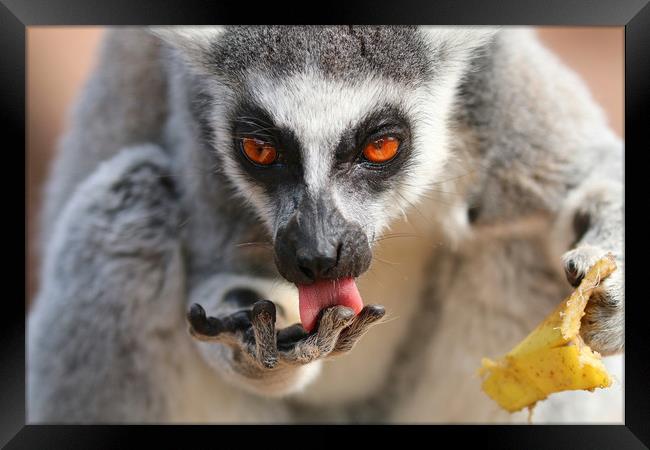Ring Tailed Lemur licking it's fingers Framed Print by Simon Marlow