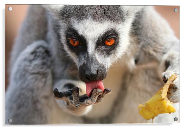 Ring Tailed Lemur licking it's fingers Acrylic by Simon Marlow