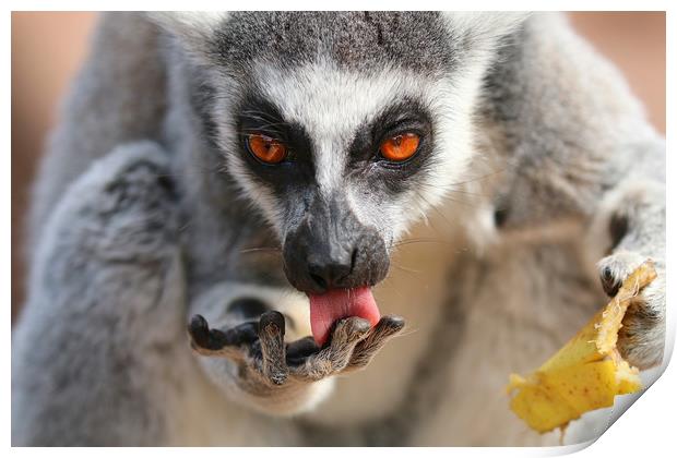 Ring Tailed Lemur licking it's fingers Print by Simon Marlow