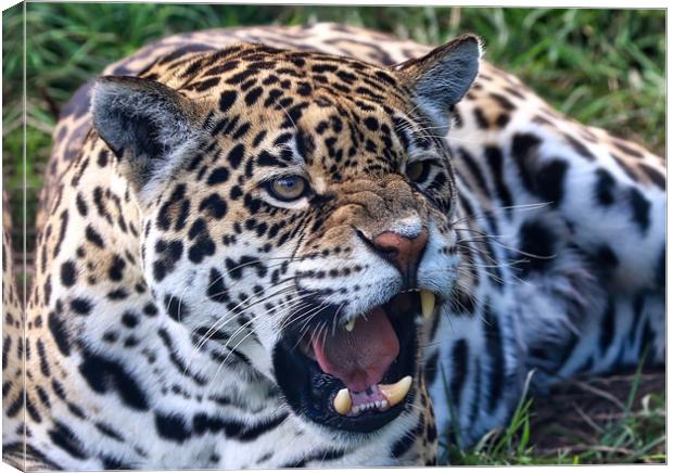 A growling Leopard on the ground Canvas Print by Simon Marlow