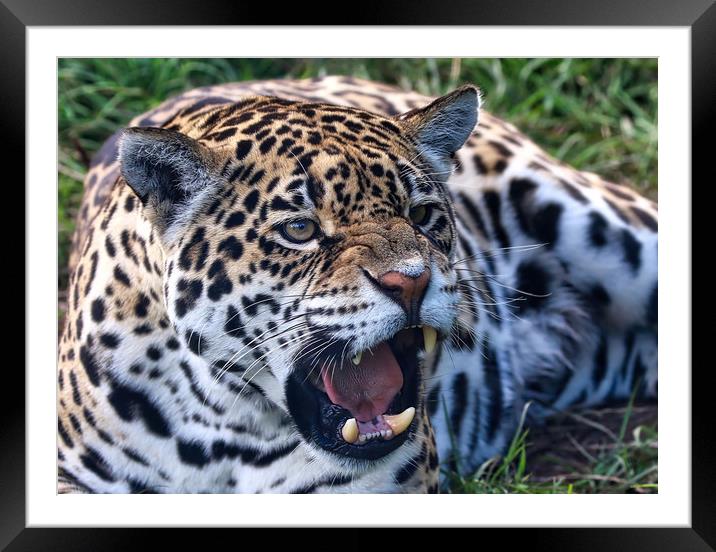 A growling Leopard on the ground Framed Mounted Print by Simon Marlow