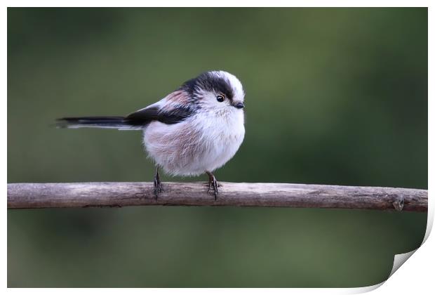 Cute little Long Tailed Tit on a branch Print by Simon Marlow