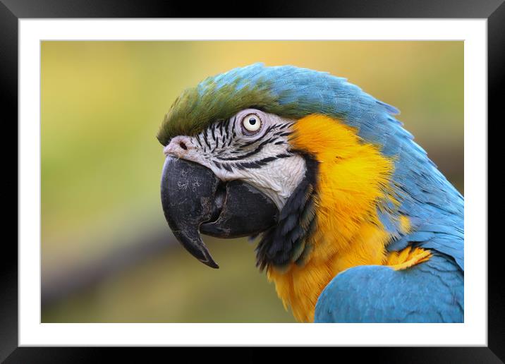 The Bewitching Scarlet Macaw Framed Mounted Print by Simon Marlow
