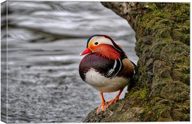 Mandarin duck on a tree by the water Canvas Print by Simon Marlow