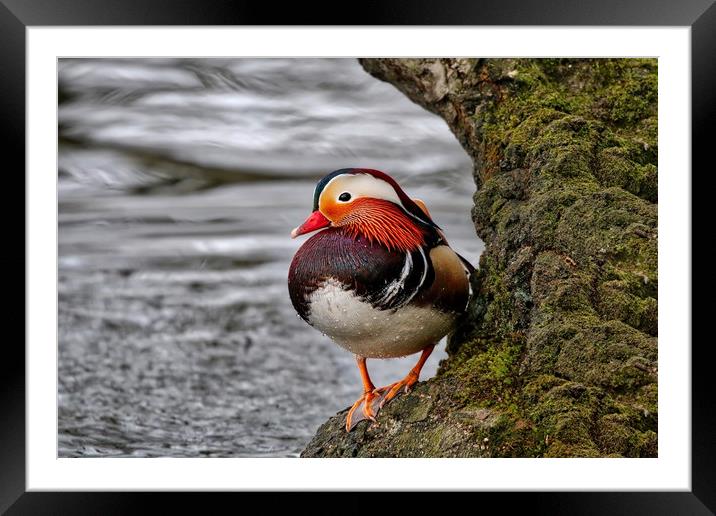 Mandarin duck on a tree by the water Framed Mounted Print by Simon Marlow
