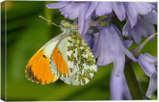 Graceful Orange Tip Butterfly Canvas Print by Simon Marlow