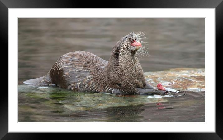 Playful Otter in the Bay Framed Mounted Print by Simon Marlow