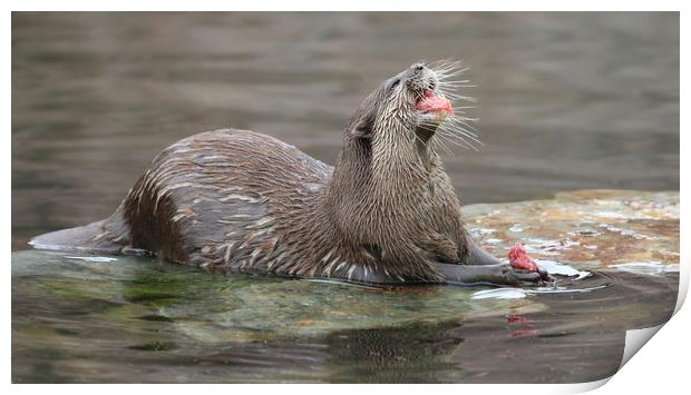 Playful Otter in the Bay Print by Simon Marlow
