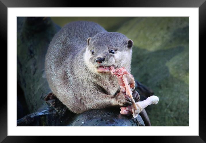 Closeup of an Otter holding and eating food Framed Mounted Print by Simon Marlow