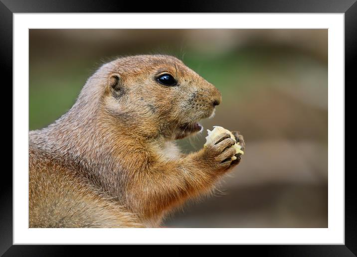 Prairie Dog from the side eating Framed Mounted Print by Simon Marlow