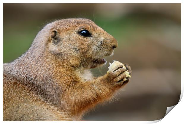 Prairie Dog from the side eating Print by Simon Marlow